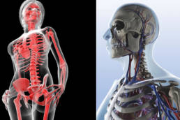 https://revolutionchiropractic.com.au/wp-content/uploads/2019/11/Revolution-Chiropractic-Dr-Mark-Illguth-Arthritis-Joint-Pain-New-New-1.jpg